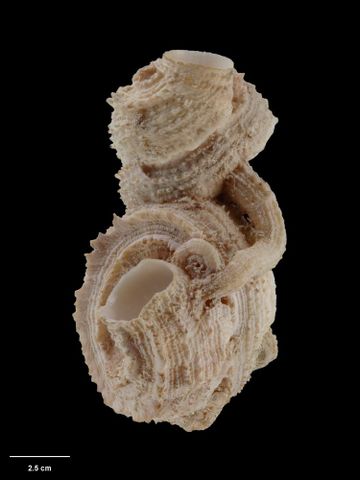 To Museum of New Zealand Te Papa (M.021579; Dendropoma squamifera Ponder, 1967; holotype)