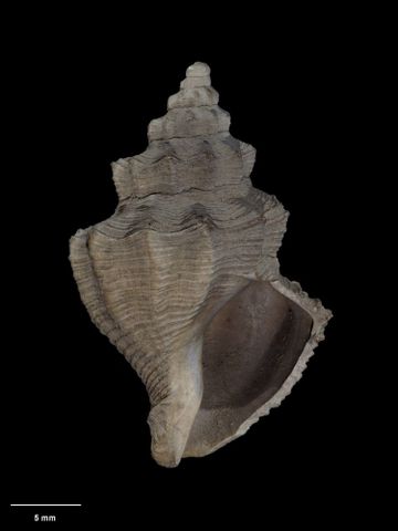 To Museum of New Zealand Te Papa (M.022447; Egotistica scirrhoma Marwick, 1934; holotype)