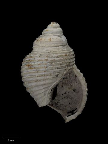 To Museum of New Zealand Te Papa (M.001702; Ellicea carinata Powell, 1929; holotype)