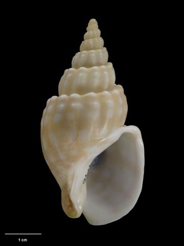 To Museum of New Zealand Te Papa (M.009776; Eucominia olsoni Dell, 1956; holotype)