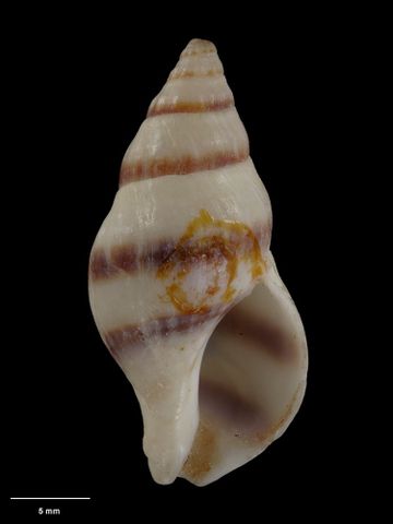 To Museum of New Zealand Te Papa (M.000101; Fusus bicinctus Hutton, 1873; syntype)