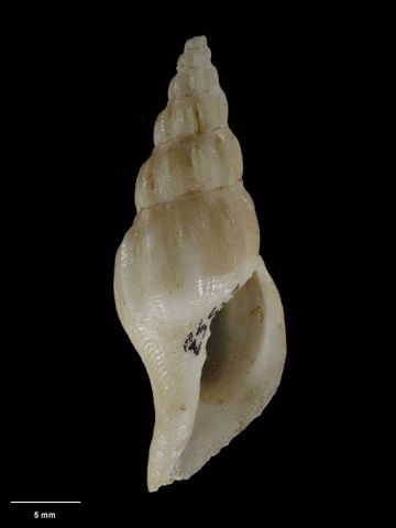 To Museum of New Zealand Te Papa (M.021553; Vexillum problematicum Ponder, 1968; holotype)