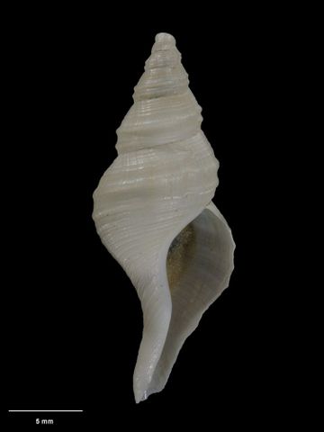 To Museum of New Zealand Te Papa (M.023204; Microfulgur carinatus Ponder, 1970; holotype)
