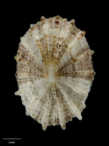 To Museum of New Zealand Te Papa (M.001741; Montfortula lyallensis Mestayer, 1928; holotype)