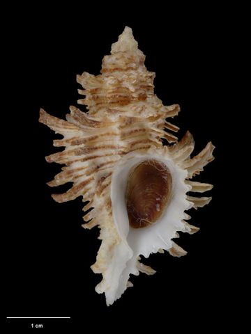 To Museum of New Zealand Te Papa (M.138186; Muricopsis scotti B. Marshall & K. Burch, 2000; holotype)