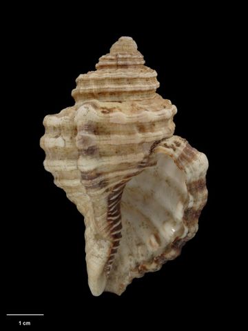 To Museum of New Zealand Te Papa (M.000117; Triton (Simpulum) acclivis Hutton, 1873; holotype)