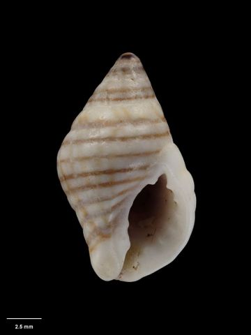 To Museum of New Zealand Te Papa (M.001701; Tritonidea colensoi Suter, 1908; holotype)