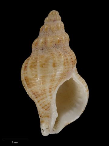 To Museum of New Zealand Te Papa (M.001700; Tritonidea (Cantharus) fuscozonata Suter, 1908; holotype)
