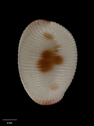 To Museum of New Zealand Te Papa (M.001746; Triviella maoriensis Mestayer, 1927; holotype)