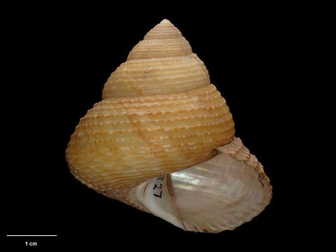 To Museum of New Zealand Te Papa (M.004727; Venustas foveauxana Dell, 1950; holotype)