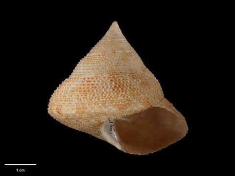 To Museum of New Zealand Te Papa (M.002120; Venustas pellucida forsteriana Dell, 1950; holotype)