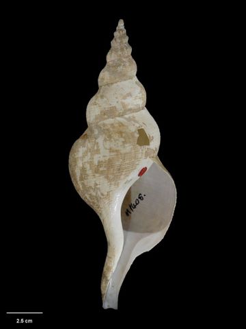 To Museum of New Zealand Te Papa (M.001408; Verconella ormesi Powell, 1927; holotype)