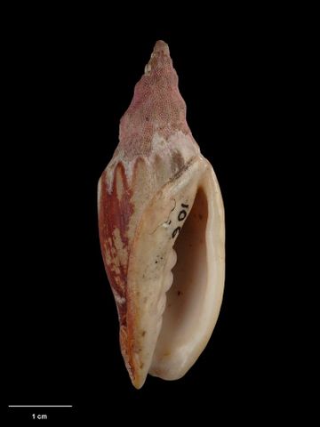 To Museum of New Zealand Te Papa (M.000106; Voluta (Alcithoe) subplicata Hutton, 1873; holotype)