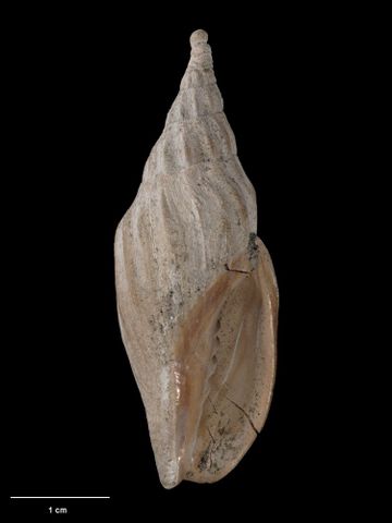 To Museum of New Zealand Te Papa (M.001683; Waihaoia allani Marwick, 1926; holotype)