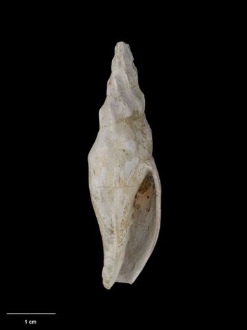 To Museum of New Zealand Te Papa (M.001685; Waihaoia thomsoni Marwick, 1926; holotype)