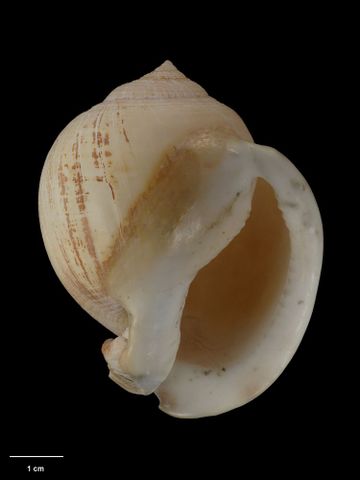 To Museum of New Zealand Te Papa (M.009752; Xenophalium (Xenogalea) abernethyi Dell, 1956; holotype)