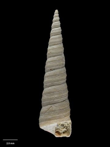 To Museum of New Zealand Te Papa (M.011402; Zeacolpus (Stiracolpus) blacki Marwick, 1957; holotype)