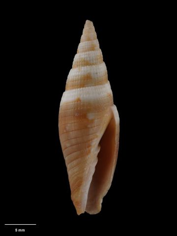 To Museum of New Zealand Te Papa (M.225659; Ziba kermadecensis Cernhorsky, 1978; holotype)