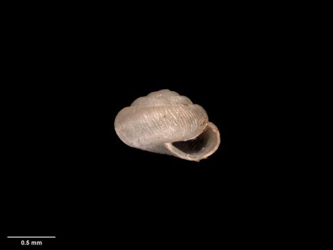 To Museum of New Zealand Te Papa (M.084390; Hyalina allochroida sericata Suter, 1890; holotype)