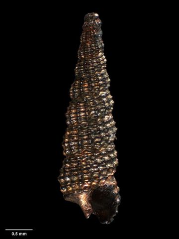 To Museum of New Zealand Te Papa (M.225922; Metaxia kermadecensis B. Marshall, 1977; holotype)