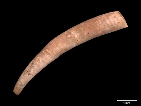 To Museum of New Zealand Te Papa (M.005590; Cadulus hurupiensis Dell, 1952; holotype)