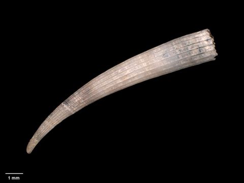 To Museum of New Zealand Te Papa (M.005678; Dentalium (Antalis) glaucarena Dell, 1953; holotype)