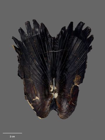To Museum of New Zealand Te Papa (M.059662; Acharax clarificata Dell, 1995; holotype)