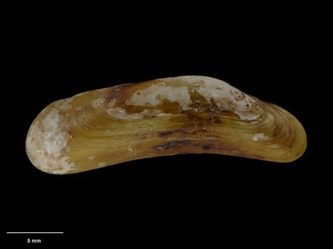 To Museum of New Zealand Te Papa (M.089788; Adipicola arcuatilis Dell, 1995; holotype)
