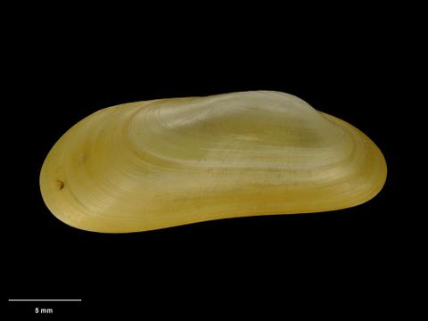 To Museum of New Zealand Te Papa (M.075026; Adipicola osseocola Dell, 1987; holotype)
