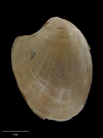 To Museum of New Zealand Te Papa (M.000042; Aplysia hamiltoni Kirk, 1882; syntype)