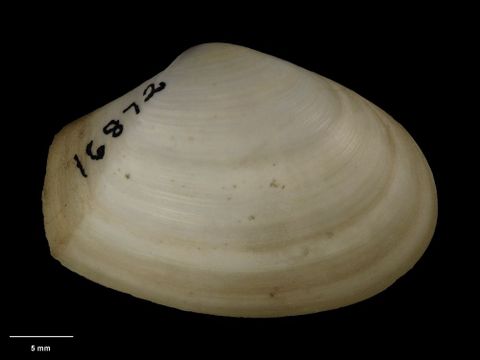 To Museum of New Zealand Te Papa (M.152678; Asthenothaerus maxwelli B. Marshall, 2002; holotype)