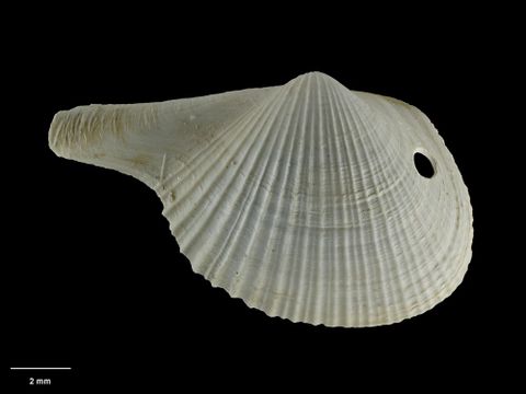 To Museum of New Zealand Te Papa (M.015006; Cardiomya rectimarginata Dell, 1962; holotype)