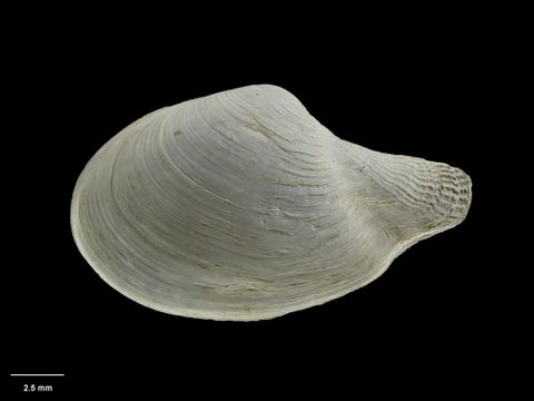 To Museum of New Zealand Te Papa (M.009199; Cuspidaria morelandi Dell, 1956; holotype)