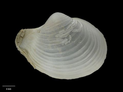 To Museum of New Zealand Te Papa (M.015005; Cuspidaria tuhua Dell, 1962; holotype)