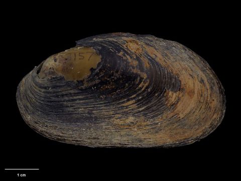 To Museum of New Zealand Te Papa (M.183157; Echyridella onekaka Fenwick & B. Marshall, 2006; holotype)