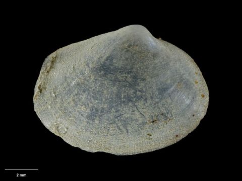 To Museum of New Zealand Te Papa (M.009049; Ectorisma neozelanica Dell, 1956; holotype)