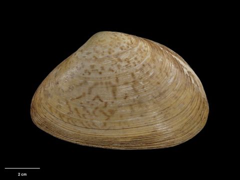 To Museum of New Zealand Te Papa (M.001883; Mulinia notata Hutton, 1873; holotype)
