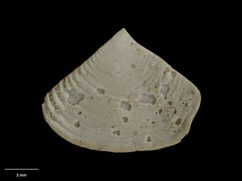 To Museum of New Zealand Te Papa (M.001840; Myadora delta Marwick, 1929; holotype)
