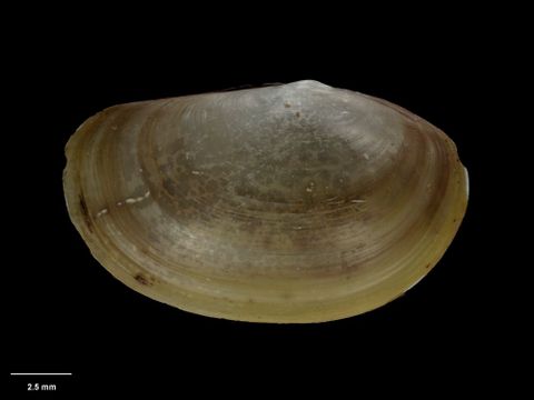 To Museum of New Zealand Te Papa (M.058366; Neilo (Pseudomalletia) aoteana B. Marshall, 1978; holotype)