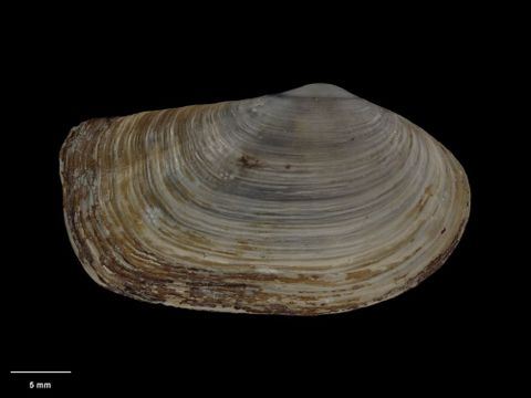 To Museum of New Zealand Te Papa (M.009202; Neilo rugata Dell, 1956; holotype)