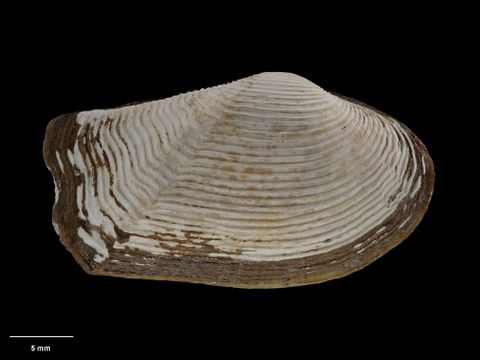 To Museum of New Zealand Te Papa (M.058365; Neilo (Neilo) wairoana delli Marshall, 1978; holotype)