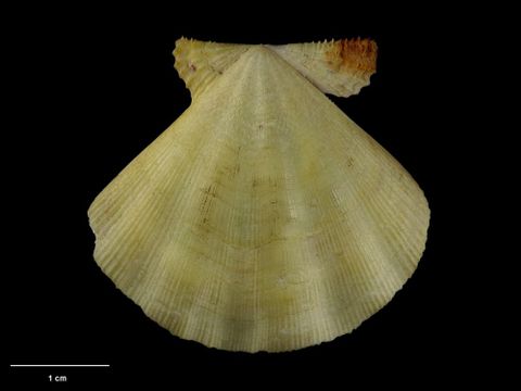 To Museum of New Zealand Te Papa (M.001254; Pallium kapitiensis Mestayer, 1929; holotype)