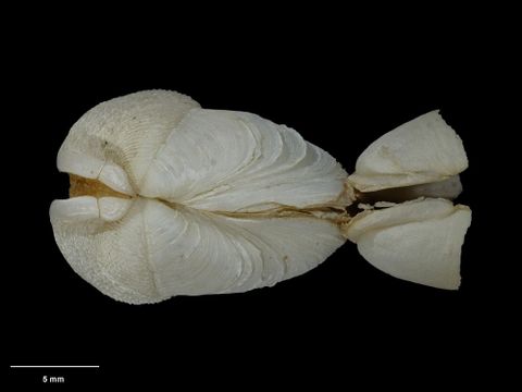 To Museum of New Zealand Te Papa (M.029171; Pholadidea acherontea Beu & Climo, 1974; holotype)