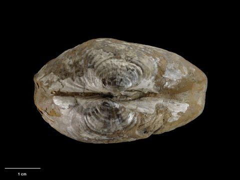 To Museum of New Zealand Te Papa (M.005591; Pholodomya warrenae Dell, 1952; holotype)