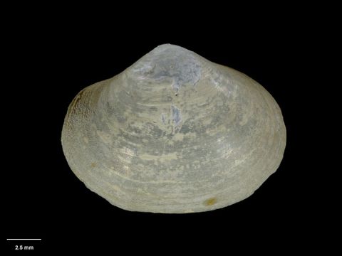 To Museum of New Zealand Te Papa (M.060423; Poromya microsculpta Dell, 1995; holotype)