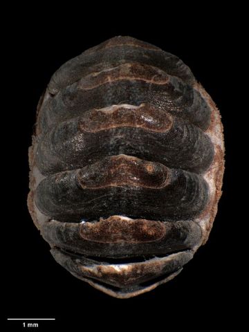 To Museum of New Zealand Te Papa (M.069349; Plaxiphora boydeni R.C. Murdoch, 1982; holotype)