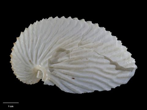 To Museum of New Zealand Te Papa (M.000003; Argonauta bulleri Kirk, 1886; holotype)