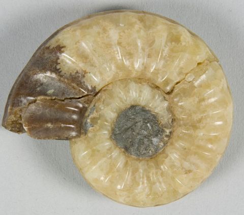 Small ammonite, found in the United Kingdom. Gift of the Mantell Family, 1930. Te Papa