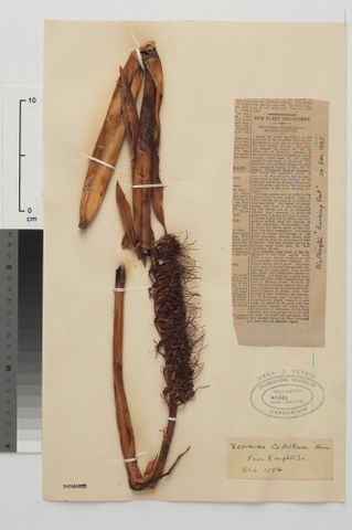 Xeronema callistemon W.R.B.Oliv.; lectotype, collected Dec 1924, Poor Knights Islands, New Zealand. Te Papa