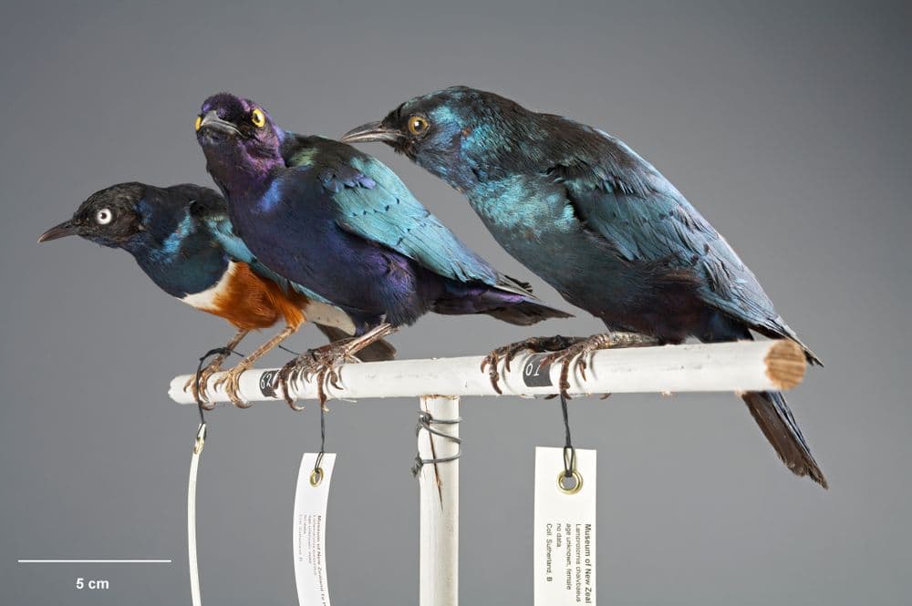 Purple Glossy Starling, Lamprotornis purpureus | Collections